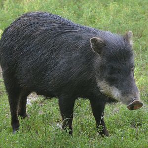 White-lipped Peccary at Haute-Touche, 14/06/18