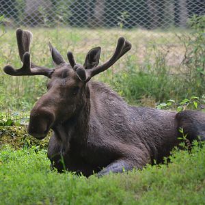 American Moose at Haute-Touche, 14/06/18