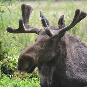 American Moose at Haute-Touche, 14/06/18