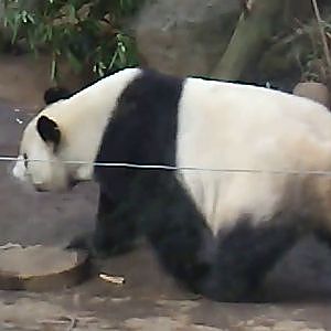 Giant pandas