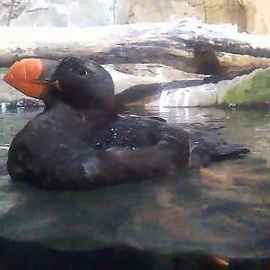 Tufted puffins