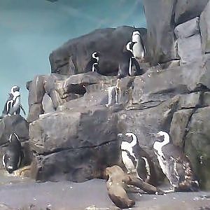 African penguins