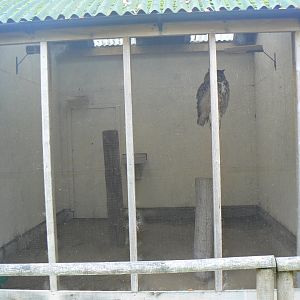 Typical Aviary - 16 October 2018