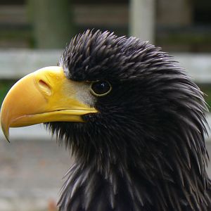 Steller's Sea Eagle - 16 October 2018