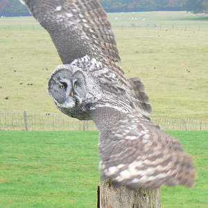 Great Grey Owl - 16 October 2018