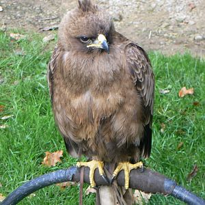 Wahlberg's Eagle - 16 October 2018