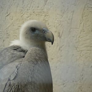 Eurasian Griffon Vulture - 16 October 2018