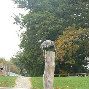 Great Grey Owl - 16 October 2018