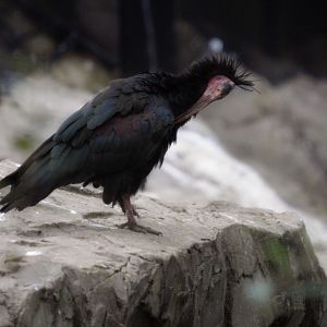 Waldrapp Ibis