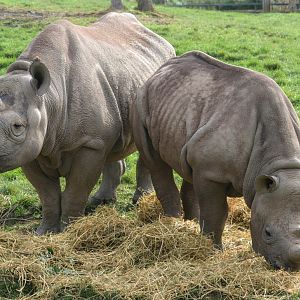 Young Black Rhinos