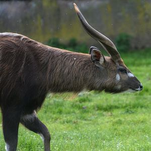 Male Sitatunga