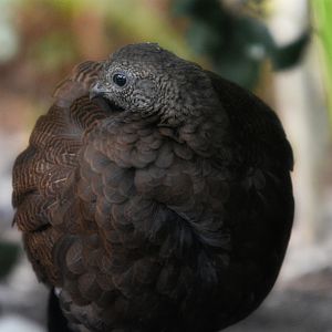 Bronze Tailed Peacock Pheasant