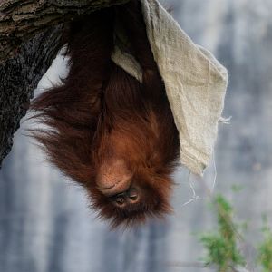 Young Orangutan
