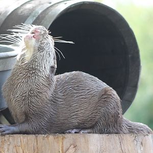 Asian small-clawed otter