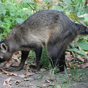 Crab-eating raccoon