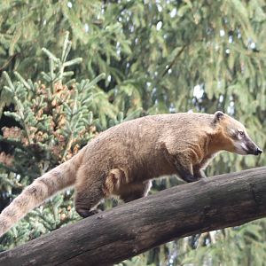 Red coati