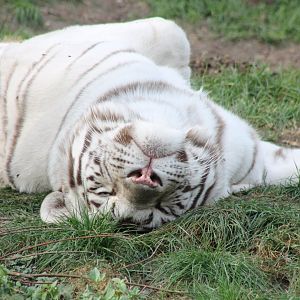 White tiger