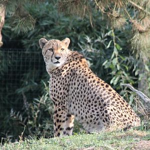 Cheetah