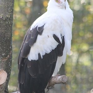 Palm vulture