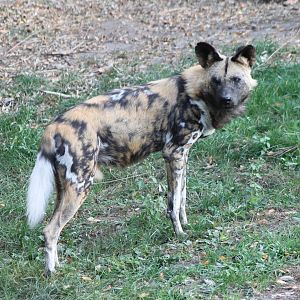 African wild dog