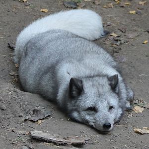 Arctic fox