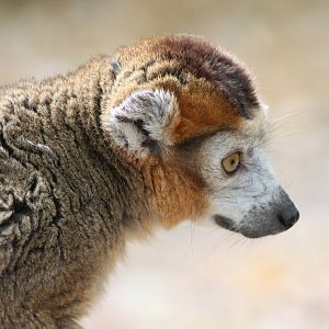 Crowned lemur