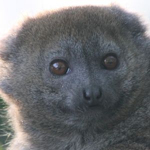Gentle lemur