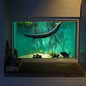 Oct. 2018 - The Aquarium - Electric Eel Exhibit