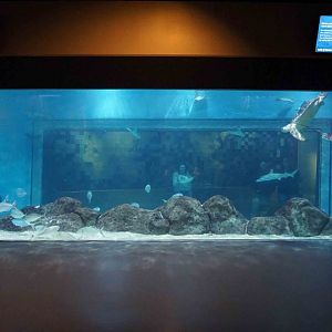 Oct. 2018 - The Aquarium - Gulf of Mexico (35,000 Gallons)