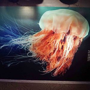 Oct. 2018 - The Aquarium - Lion's Mane Jellyfish