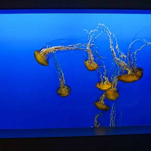 Oct. 2018 - The Aquarium - Pacific Sea Nettle Tank