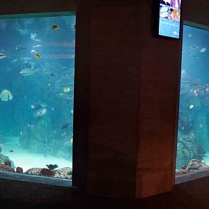 Oct. 2018 - The Aquarium - Indo-Pacific Reef Tank (90,000 Gallons)