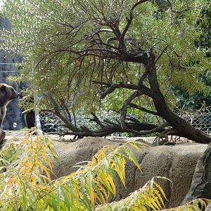 Oct. 2018 - Tembo Trail - Meerkat & Brown Bear