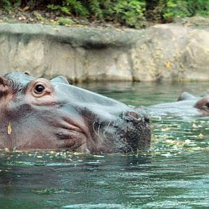 Oct. 2018 - Tembo Trail - Herbie & Emma