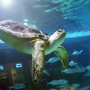 Oct. 2018 - The Aquarium - Green Sea Turtle (Tink)