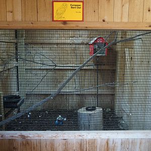 Oct. 2018 - Raptor Barn - European Barn Owl Exhibit