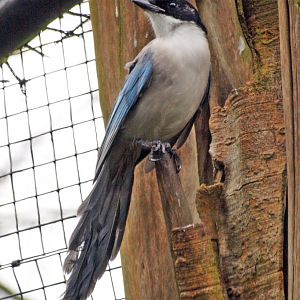 Azure-winged magpie