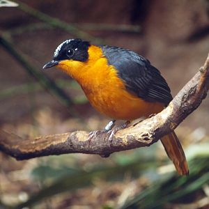 Snowy-crowned robin chat