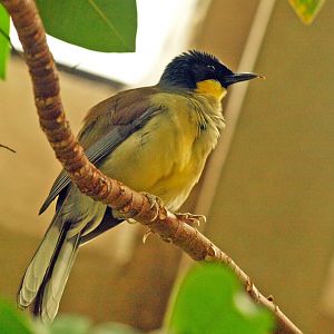 Blue-crowned laughing thrush