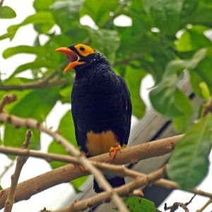 Yellow-faced myna