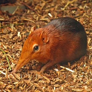 Black and rufous sengi