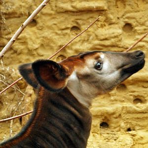 Okapi calf