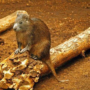 Cuban hutia
