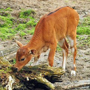 Banteng calf