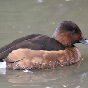 Duck ID