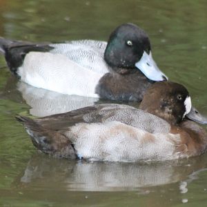 Lesser scaups