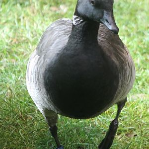 Brent goose