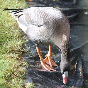 Lesser white-fronted goose