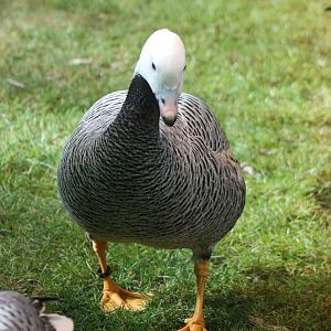 Emperor goose