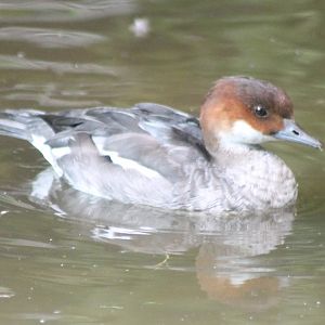 Smew - female